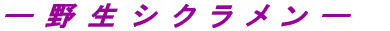 \쐶VN\ 